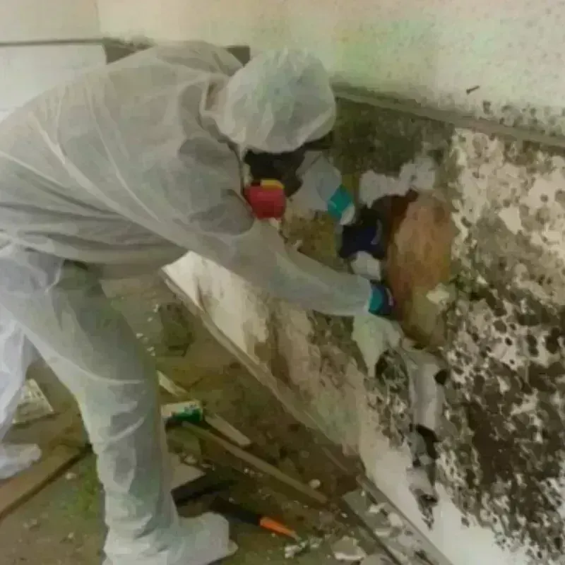 Mold Remediation and Removal in Wyoming, MI